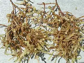 Nouveau Point De Vue 49 Sargassum